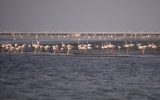 سمفونی فلامینگوها در دریاچه ارومیه